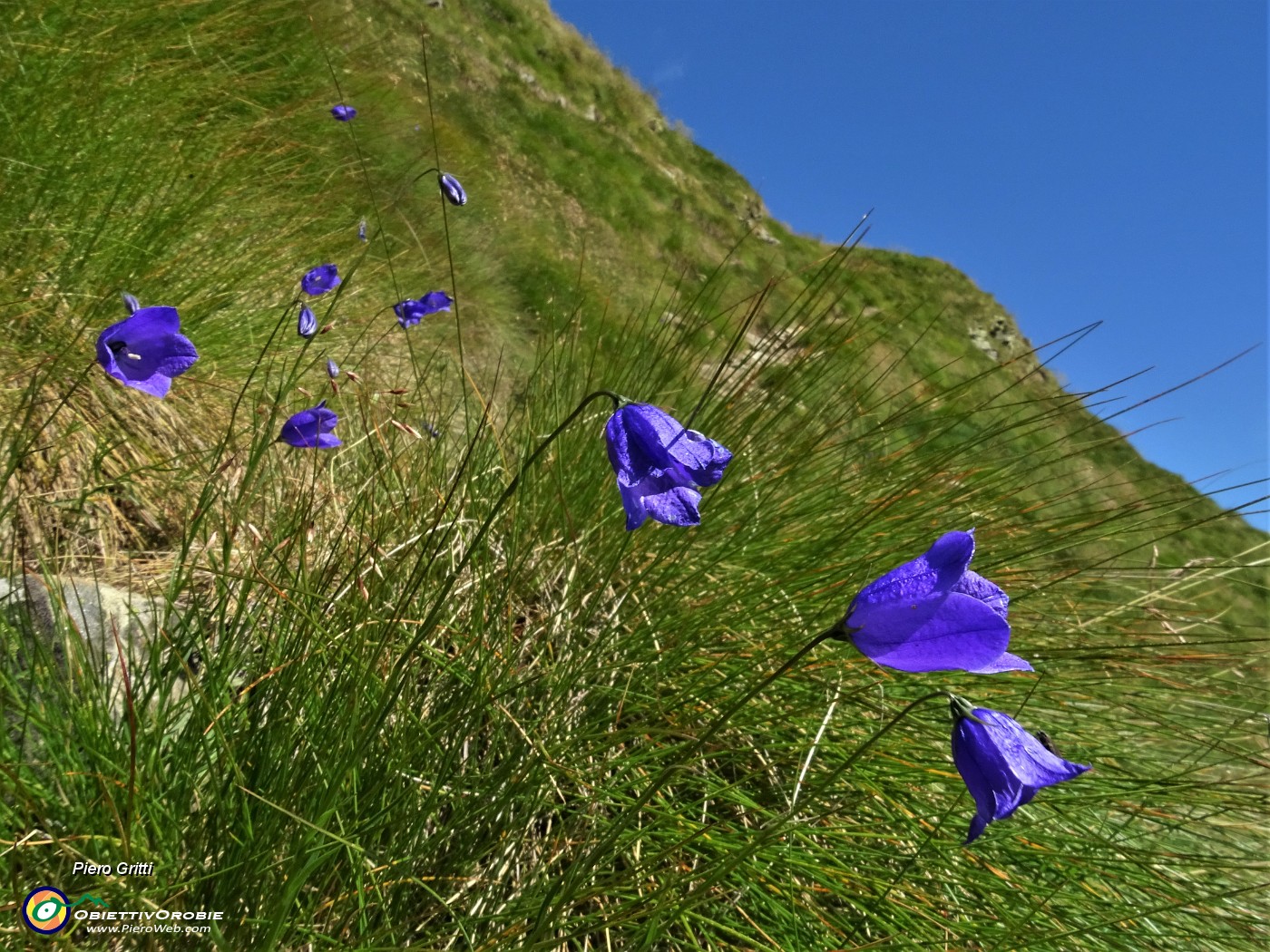 51 Campanula di Scheuchzer (Campanula scheuchzeri) (2).JPG